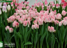 Tulipa Foxtrot ® (2)